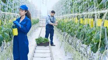 Personas trabajando en un invernadero con plantas.