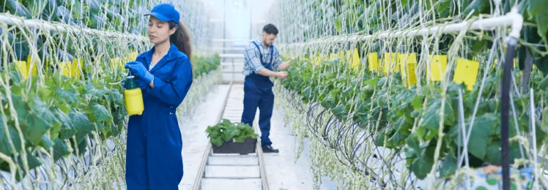 Personas trabajando en un invernadero con plantas.